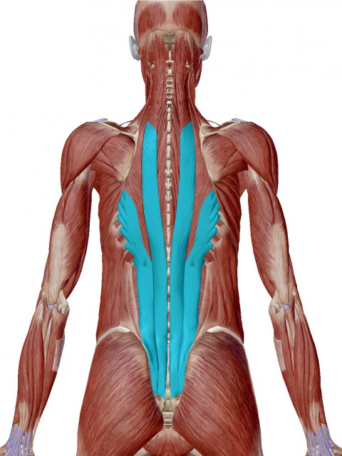 腰部脊柱起立筋群