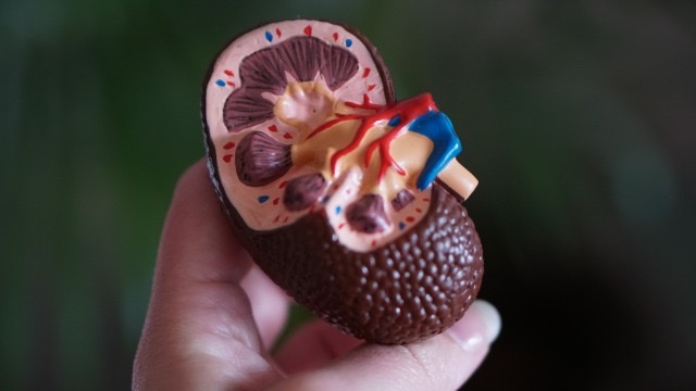 腎臓の模型
